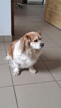 CHERY, Hund, Mischlingshund in Ungarn - Bild 4