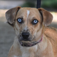 LORA, Hund, Mischlingshund in Ungarn - Bild 1