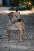LORA, Hund, Mischlingshund in Ungarn - Bild 2
