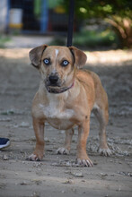 LORA, Hund, Mischlingshund in Ungarn - Bild 3