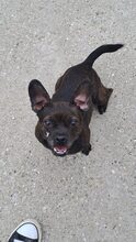 TITA, Hund, Chihuahua-Mix in Ungarn - Bild 1