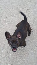 TITA, Hund, Chihuahua-Mix in Ungarn - Bild 2