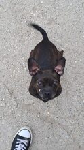 TITA, Hund, Chihuahua-Mix in Ungarn - Bild 3