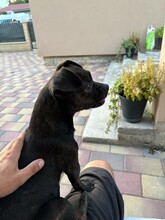 TITA, Hund, Chihuahua-Mix in Ungarn - Bild 4