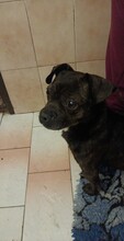 TITA, Hund, Chihuahua-Mix in Ungarn - Bild 5
