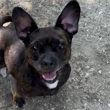 TITA, Hund, Chihuahua-Mix in Ungarn - Bild 6