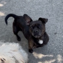 TITA, Hund, Chihuahua-Mix in Ungarn - Bild 7