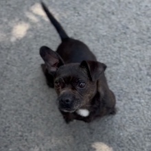 TITA, Hund, Chihuahua-Mix in Ungarn - Bild 8