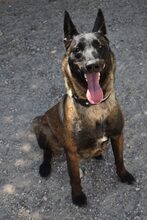 NAFI, Hund, Malinois in Berlin