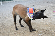 NAFI, Hund, Malinois in Berlin - Bild 2