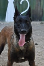 NAFI, Hund, Malinois in Berlin - Bild 3
