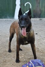 NAFI, Hund, Malinois in Berlin - Bild 4