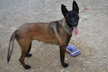 NAFI, Hund, Malinois in Berlin - Bild 5