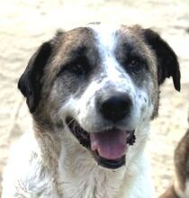 BELINDA, Hund, Mischlingshund in Bulgarien - Bild 1