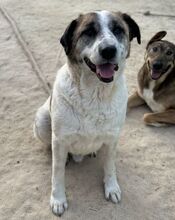 BELINDA, Hund, Mischlingshund in Bulgarien - Bild 2