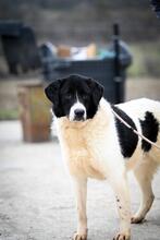 SAMSON, Hund, Mischlingshund in Rumänien - Bild 1
