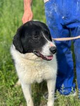 SAMSON, Hund, Mischlingshund in Rumänien - Bild 10