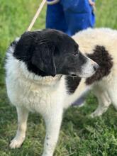 SAMSON, Hund, Mischlingshund in Rumänien - Bild 11