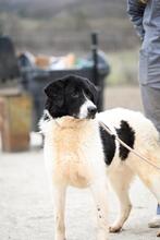 SAMSON, Hund, Mischlingshund in Rumänien - Bild 12
