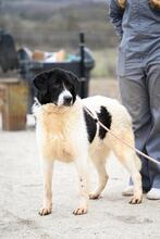 SAMSON, Hund, Mischlingshund in Rumänien - Bild 13