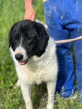 SAMSON, Hund, Mischlingshund in Rumänien - Bild 2