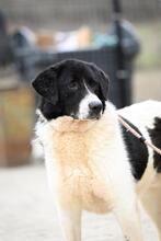 SAMSON, Hund, Mischlingshund in Rumänien - Bild 3