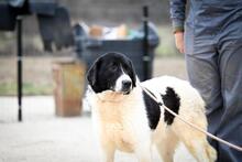 SAMSON, Hund, Mischlingshund in Rumänien - Bild 4