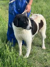 SAMSON, Hund, Mischlingshund in Rumänien - Bild 5