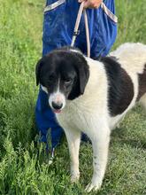 SAMSON, Hund, Mischlingshund in Rumänien - Bild 6