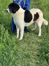 SAMSON, Hund, Mischlingshund in Rumänien - Bild 7