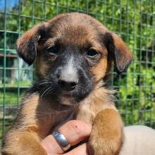 EDDIE, Hund, Mischlingshund in Ungarn - Bild 1