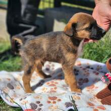 EDDIE, Hund, Mischlingshund in Ungarn - Bild 2