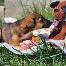 EDDIE, Hund, Mischlingshund in Ungarn - Bild 3