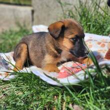 EDDIE, Hund, Mischlingshund in Ungarn - Bild 4