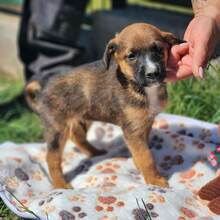 EDDIE, Hund, Mischlingshund in Ungarn - Bild 5