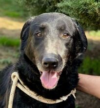KARAM, Hund, Mischlingshund in Bulgarien - Bild 1