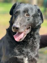 KARAM, Hund, Mischlingshund in Bulgarien - Bild 2