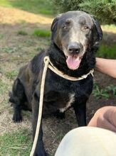 KARAM, Hund, Mischlingshund in Bulgarien - Bild 3