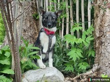 JILLY, Hund, Mischlingshund in Freyung - Bild 1