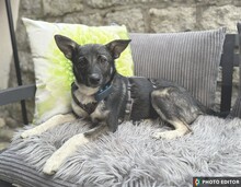 JILLY, Hund, Mischlingshund in Freyung - Bild 2