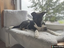 JILLY, Hund, Mischlingshund in Freyung - Bild 3