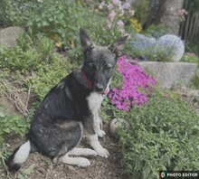 JILLY, Hund, Mischlingshund in Freyung - Bild 4