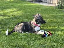 JILLY, Hund, Mischlingshund in Freyung - Bild 5
