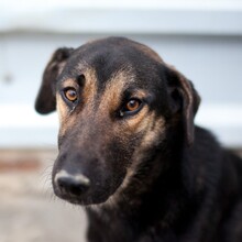 JELLY, Hund, Mischlingshund in Viersen