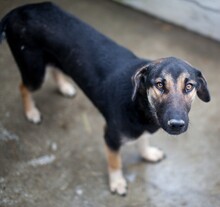 JELLY, Hund, Mischlingshund in Viersen - Bild 2