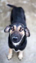 JELLY, Hund, Mischlingshund in Viersen - Bild 3