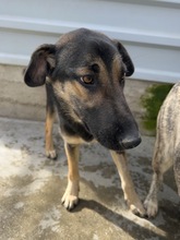 JELLY, Hund, Mischlingshund in Viersen - Bild 4