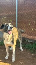 MORA, Hund, Herdenschutzhund-Mix in Spanien - Bild 1
