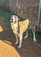 MORA, Hund, Herdenschutzhund-Mix in Spanien - Bild 2