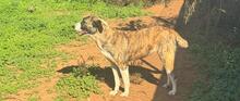 MORA, Hund, Herdenschutzhund-Mix in Spanien - Bild 3